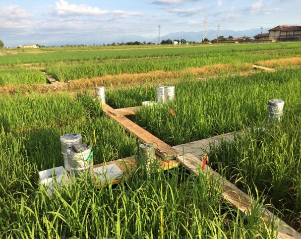 Rice agriculture greenhouse gases in Italy (Photo: Yit Arn Teh)